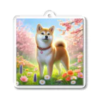 ANTARESの春の柴犬の冒険 Acrylic Key Chain