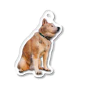 愛犬太郎のグッズの黄昏太郎【柴犬】 Acrylic Key Chain