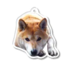 愛犬太郎のグッズの上目遣い太郎【柴犬】 Acrylic Key Chain