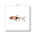 Aquarium Art_by Yamaのキーホルダー「ラスボラ・エスペイ」 Acrylic Key Chain