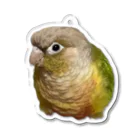 クレーンゲームのホオミドリアカオウロコインコ パインちゃん Acrylic Key Chain