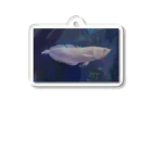 応魚のアルビノシルバーアロワナ（背景つき、青） Acrylic Key Chain