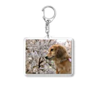 でぶっくすふんとの花見を満喫するちょちょさん Acrylic Key Chain