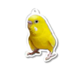 s301149のセキセイインコ　ルチノー アクリルキーホルダー