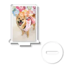 柴犬グッズ専門店 あられ堂の柴犬　祭り001 Acrylic Stand