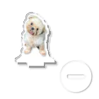 シーズー犬リキラのちょけたリキラ Acrylic Stand