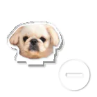 ペキニーズのくるみのくーちゃま is the dog アクリルスタンド