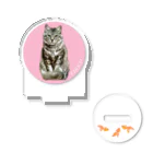 バーニーズマウンテンドッグのダンロのチョコちゃん Acrylic Stand