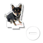 うたた寝の🐾豆柴BOY🐾 世界中で愛される柴犬　1歳 Acrylic Stand