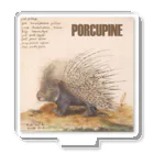 PALA's SHOP　cool、シュール、古風、和風、のPORCUPINE　ヤマアラシ Acrylic Stand