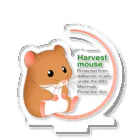 ヒカルのお店のHarvest mouse(カヤネズミ) アクリルスタンド