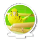 ぴーよこまる（セキセイインコ）のよこちゃん アクリルスタンド