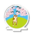 わんらぶの桜道通り行くわんちゃん アクリルスタンド