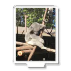 みちゅぱのオーストラリア・ゴールドコーストの動物園のコアラ🐨 アクリルスタンド