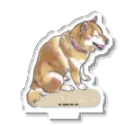 幸まる屋の柴犬　Shiba  Acrylic Stand