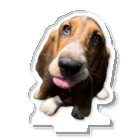 TOMBI the Basset houndのぺ アクリルスタンド