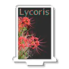 アニマル四字熟語のリコリス　彼岸花　LYCORIS アクリルスタンド