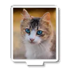 猫アートグッズのAdina Voicu 《Tabby cat with blue eyes》 アクリルスタンド