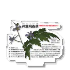 植物の絵師「洋子」の店のセリバヒエンソウ（薬草） アクリルスタンド