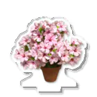 kumakumapcの折り紙桜（文字なし） Acrylic Stand