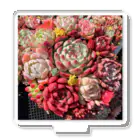 Echeveria_Masterの華やかなエケベリア アクリルスタンド