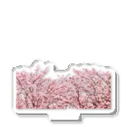 Rhizomes.comの春と桜 Acrylic Stand
