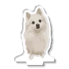 pomeraniannoponchanのポメラニアンのぽんちゃん アクリルスタンド