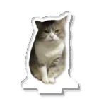 むっちり猫のむっちり丸の不機嫌な美猫 ミロ姫 Acrylic Stand