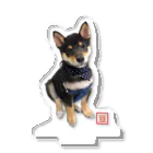 うたた寝の🐾豆柴BOY🐾 世界中で愛される柴犬 Acrylic Stand