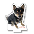 うたた寝の🐾豆柴BOY🐾 世界中で愛される柴犬　1歳 Acrylic Stand