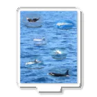 L_arctoaの船上から見た鯨類(1) アクリルスタンド