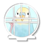 まめるりはことりの可愛いのぞき見セキセイインコちゃん【まめるりはことり】 アクリルスタンド