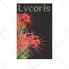 アニマル四字熟語のリコリス　彼岸花　LYCORIS Ankle Socks