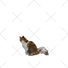 猫島のじかんの親猫の尻かじり子猫 くるぶしソックス