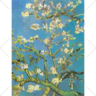 世界の名画館 SHOPのゴッホ「花咲くアーモンドの木の枝」 Ankle Socks