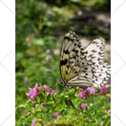 dandelionの大きい蝶々 オオゴマダラ くるぶしソックス