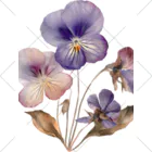 Atelier Petrichor Forestのヴィオラ Viola くるぶしソックス