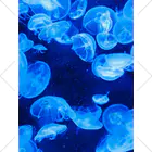 KAOKAOのJellyfish=海月 くるぶしソックス