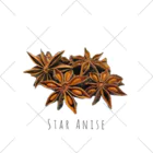 テイク コーポレーションのSTAR ANISE くるぶしソックス