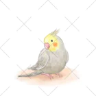 まめるりはことりのオカメインコ　シナモン【まめるりはことり】 くるぶしソックス