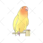 まめるりはことりの得意げ可愛い　コザクラインコちゃん【まめるりはことり】 くるぶしソックス