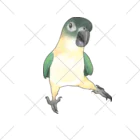 まめるりはことりのご機嫌なズグロシロハラインコのカイ君【まめるりはことり】 くるぶしソックス