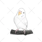 まめるりはことりのまったりセキセイインコちゃん【まめるりはことり】 くるぶしソックス