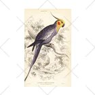 J. Jeffery Print Galleryの博物画　オカメインコ くるぶしソックス