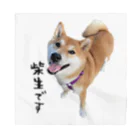 SHIBAOOOOOの柴生です バンダナ