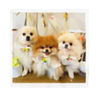 3pomeranian-leo-house　グッズショップのPomeranianlovers　ポメラニアン バンダナ