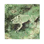 Fantastic FrogのFantastic Frog -Paper Money Version- バンダナ