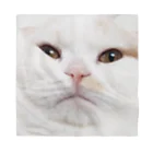WHITE CAT LAND :Dの猫の顔 バンダナ