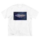 応魚のアルビノシルバーアロワナ（背景つき、青） Big T-Shirt