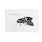 H. Osakiの翅を食べ合うリュウキュウクチキゴキブリ ブランケット